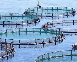 Image of Aquaculture fish farm