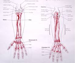 Résultat de recherche d'images pour "lower right arm"