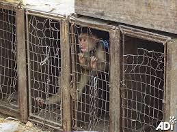 Online posts advertising everything from monkeys to rhino horns and dead pangolins are part of what conservationists are calling rampant illegal wildlife trafficking across social media platforms, particularly Facebook.