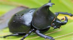 Résultat de recherche d'images pour "rhino beetle"