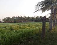 Image of Gujarat Ayurved University Botanical Garden