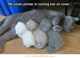 Kittens Quotes | Kittens Sayings | Kittens Picture Quotes via Relatably.com