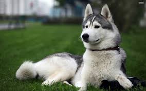 Resultado de imagen de husky