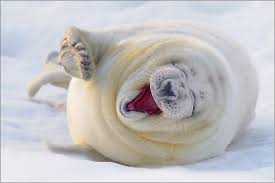 Image result for funny animals