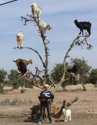 Image result for goat tree