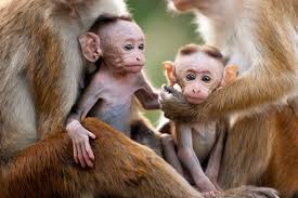 Image result for MONKEYS