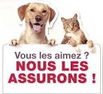 Assurance chien