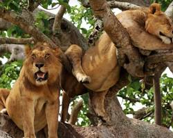 Image of lion climbing a tree in Queen Elizabeth National Park