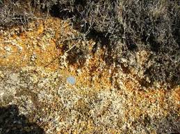 「Kanuma soil」の画像検索結果