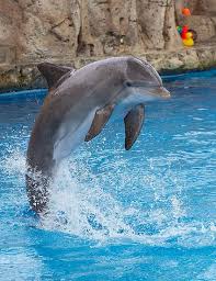 Image result for dolphin