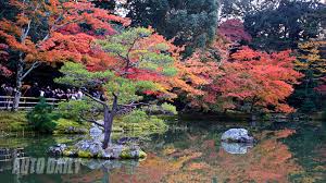 Kết quả hình ảnh cho Sư be với lá vàng images