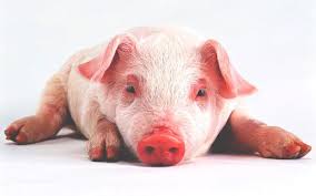 Resultado de imagen para cerdos