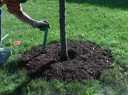 Image result for mulching plants