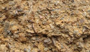 Picture of Bone bed