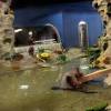 Story image for Best Pet Supplies Fish Supplies Aquarium Overflow Boxes For Sale from Plain Dealer (blog)