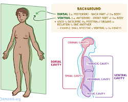 Image of Dorsal anatomy
