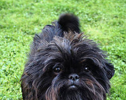 Hình ảnh về Chó Affenpinscher