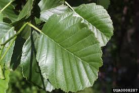 Image result for alder leaves