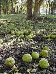 Image result for hedge apples