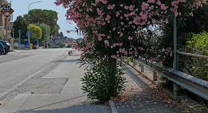 Corriere Adriatico - News update