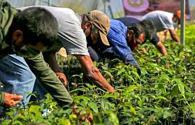 Es oficial | El Gobierno confirmó un pago único para quienes vivan en el campo y hay una fecha límite que no podés ignorar según lo que sembrás