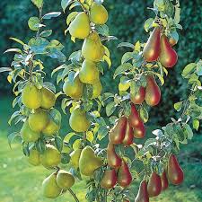 FRUITS TREES ile ilgili görsel sonucu