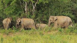 California Vineyard Owner Trampled to Death by Elephants During $40,000 Africa Hunt