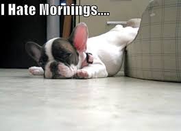 I Hate Mornings! Funniest Dog! Furtastic Find! - Animal Fair ... via Relatably.com