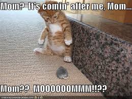 Image result for kitten jokes for kids