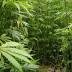 Hemp insulation being used in Lexington house project