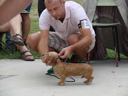 Afbeeldingsresultaat voor kaninchen teckel
