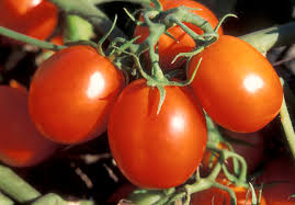 tomatoes ile ilgili görsel sonucu