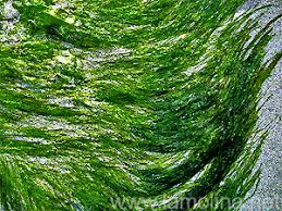 Hasil gambar untuk spirulina