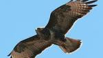 Albania losing eagle rampant poaching