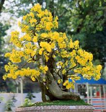 Kết quả hình ảnh cho  mai vàng