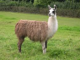 llama
