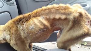 Image result for venezuela hunger