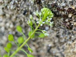 Lepidium virginicum L. - Biodiversidade