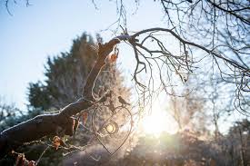 Früher als üblich: Die Bauernregel über die Eisheiligen gilt in diesem Jahr nicht – Was das bedeutet