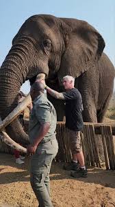 RAMBO the Majestic African Bull Elephant - Adventure and ...