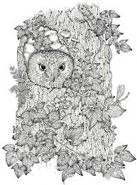 Résultat de recherche d'images pour "owl ink drawing"