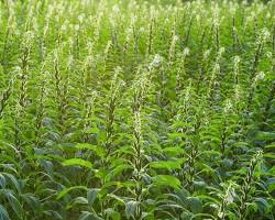 Image de Plantation de sésame