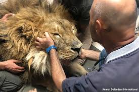World's "loneliest lion" who was left in an abandoned zoo ...