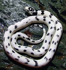 Image result for king snake