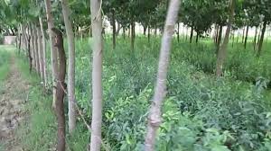 Image result for sagwan image green tree image