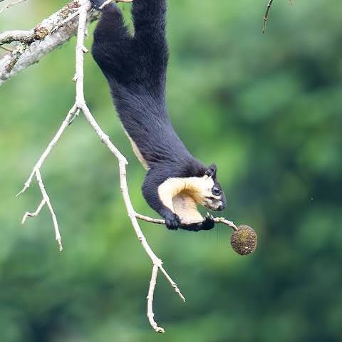 Black Giant Squirrel in China - Shanghai Birding 上海观鸟