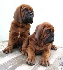 Image result for bloodhounds