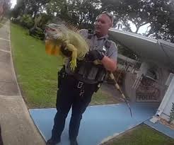 Iguane Géant Arrêté à Daytona Beach! Ce que la Police a Révélé...