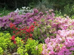 Image result for Azalea azaleas