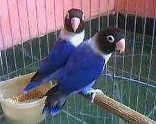 Hasil gambar untuk lovebird biru osin